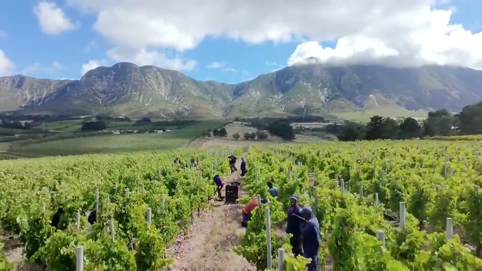 Vineyard in the Overberg at golden hour
